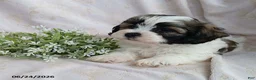 Teddy Bear dogs for sale: Elliot - Ad 3