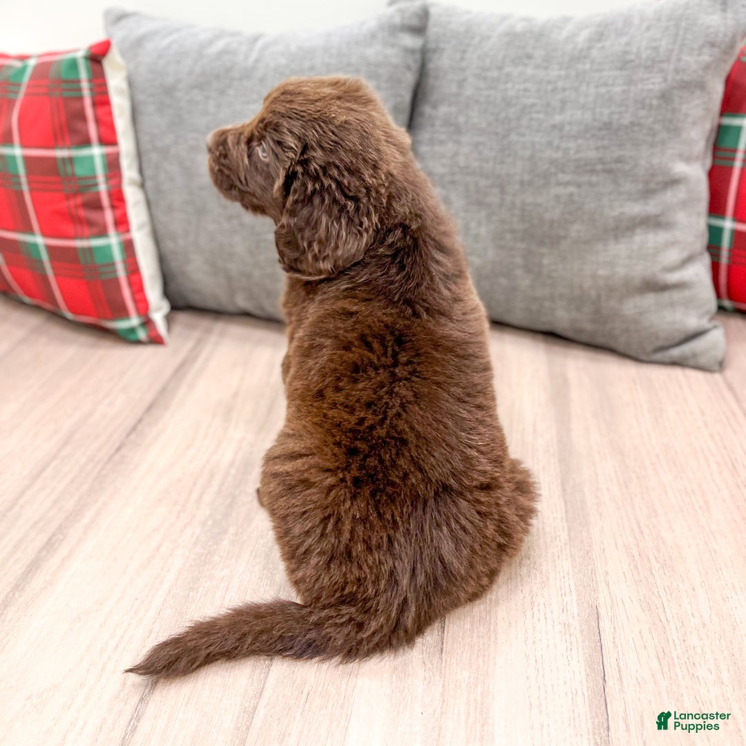 Newfoundland dogs for sale: Oakley - Ad 5