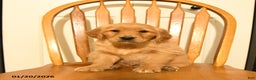 Golden Retriever dogs for sale: Bach - Ad 1