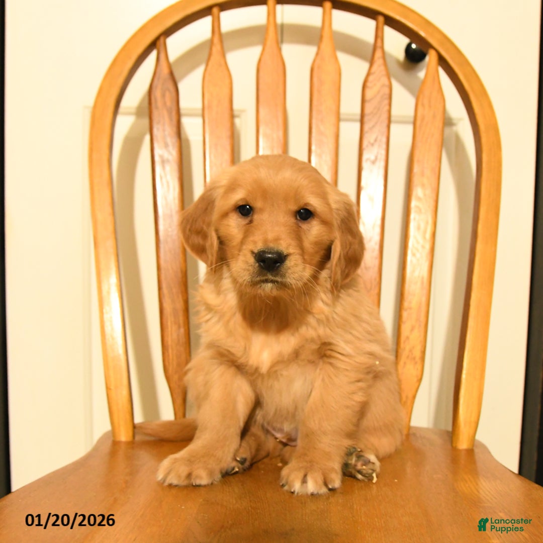 Golden Retriever dogs for sale: Bach - Ad 1