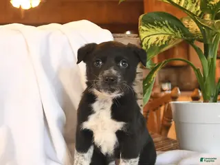 Mixed Breed dogs North - Ad 22