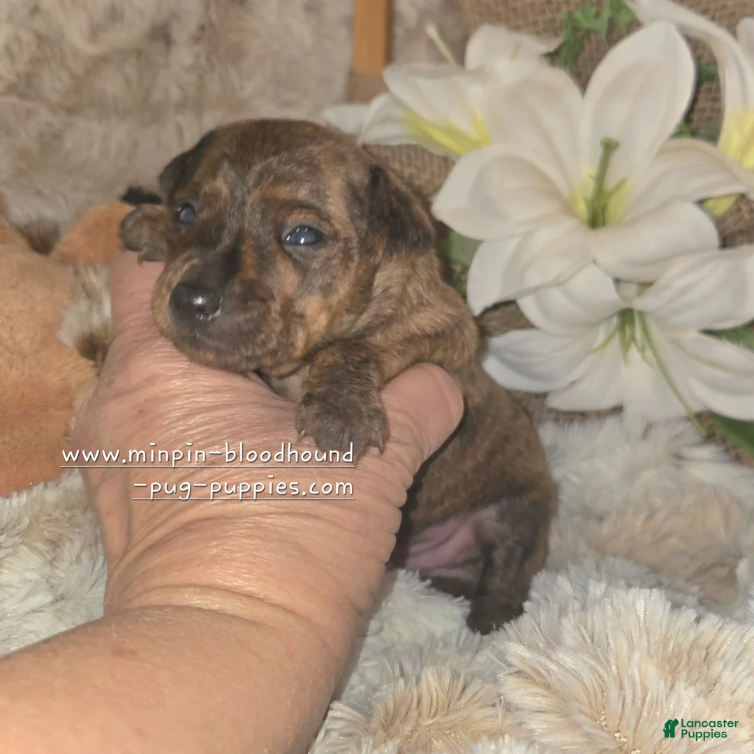 Miniature Pinscher dogs for sale: Miniature Pinscher Puppy 3 - Ad 2