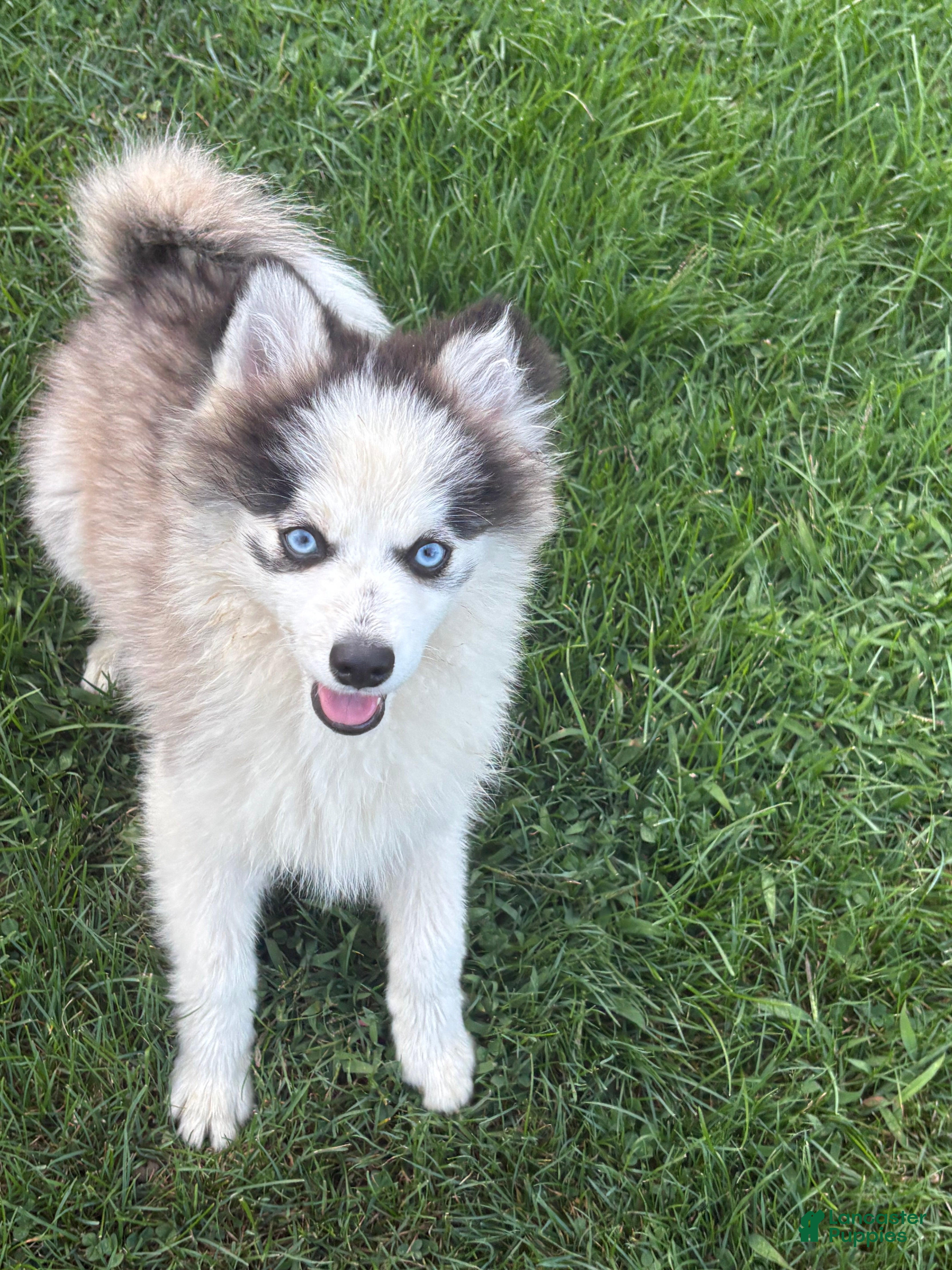 Pomsky dogs Pomsky 1 - Ad 2