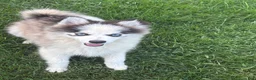 Pomsky dogs for sale: Pomsky 1 - Ad 2