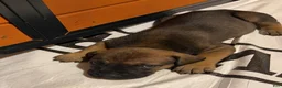 South African Boerboels dogs for sale: Reese - Ad 2
