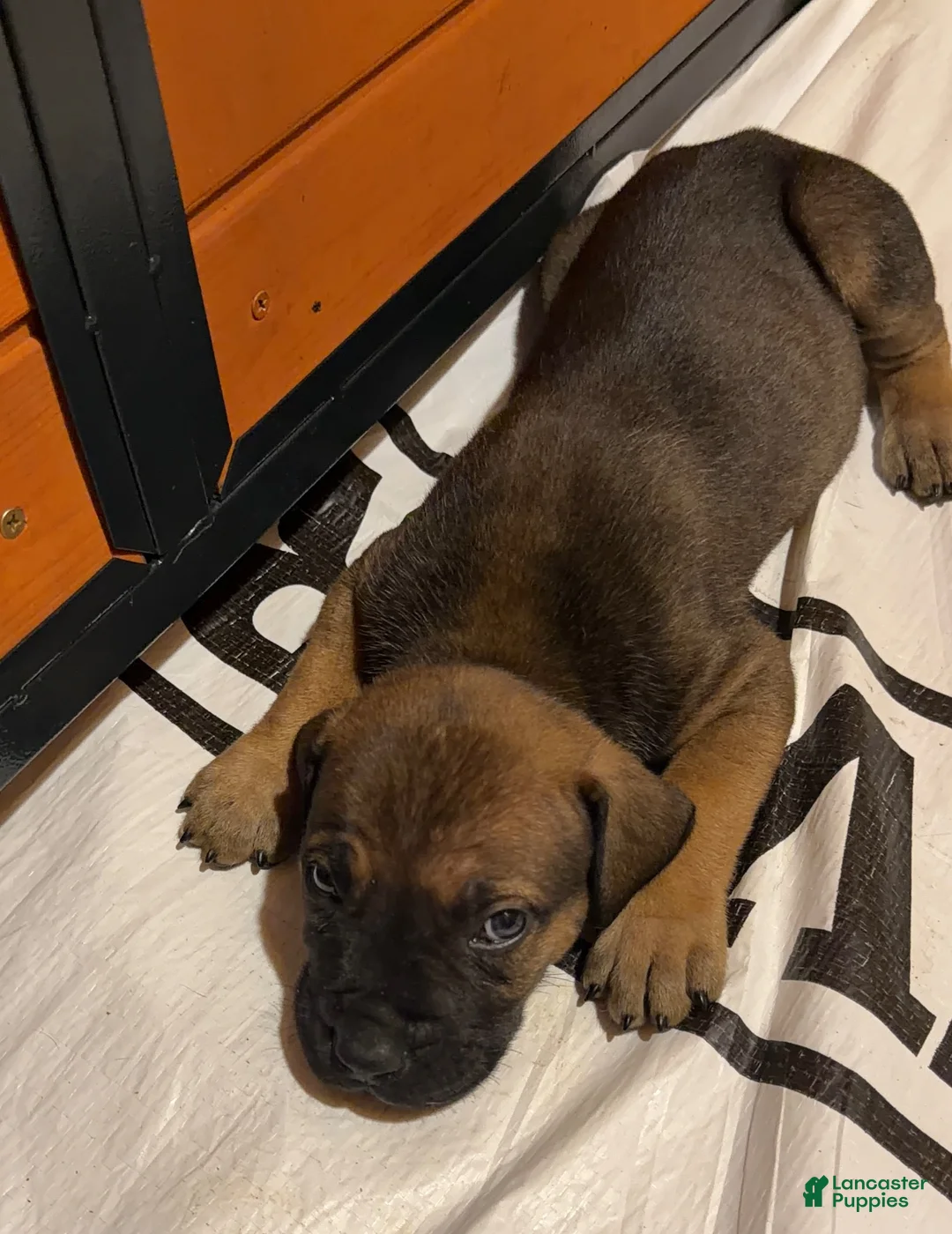 South African Boerboels dogs for sale: Reese - Ad 2