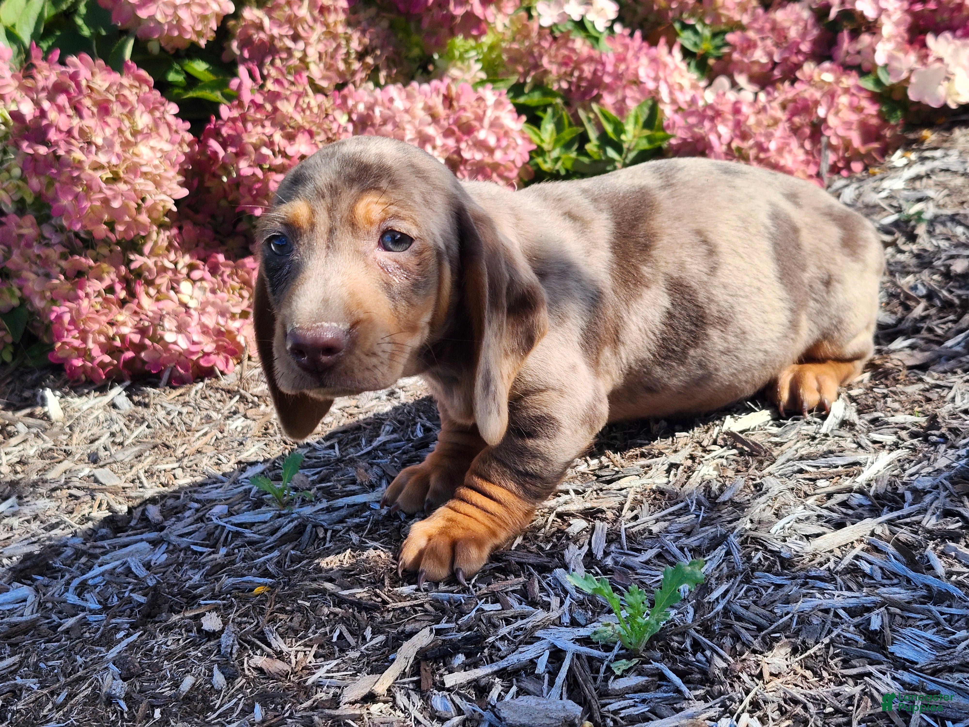Miniature Dachshund dogs Murphy  - Ad 2