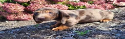 Miniature Dachshund dogs for sale: Murphy  - Ad 2