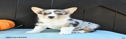 Welsh Corgi Pembroke dogs for sale: Ginger - Ad 4