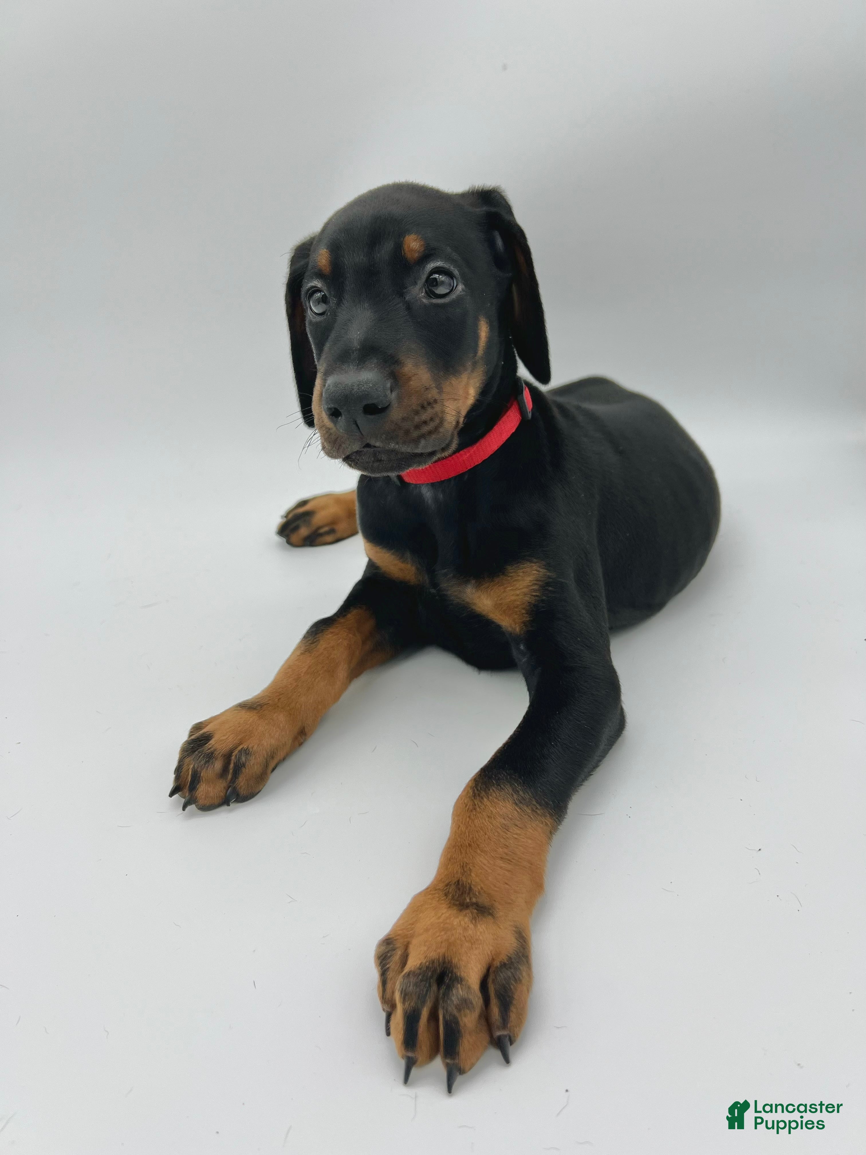 Doberman Pinscher dogs Red - Ad 14