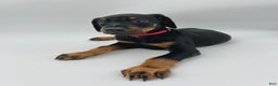 Doberman Pinscher dogs for sale: Red - Ad 1