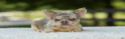 French Bulldog dogs for sale: Lacy - Ad 16
