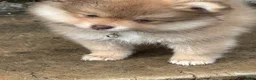 Pomeranian dogs for sale: Finn - Ad 4