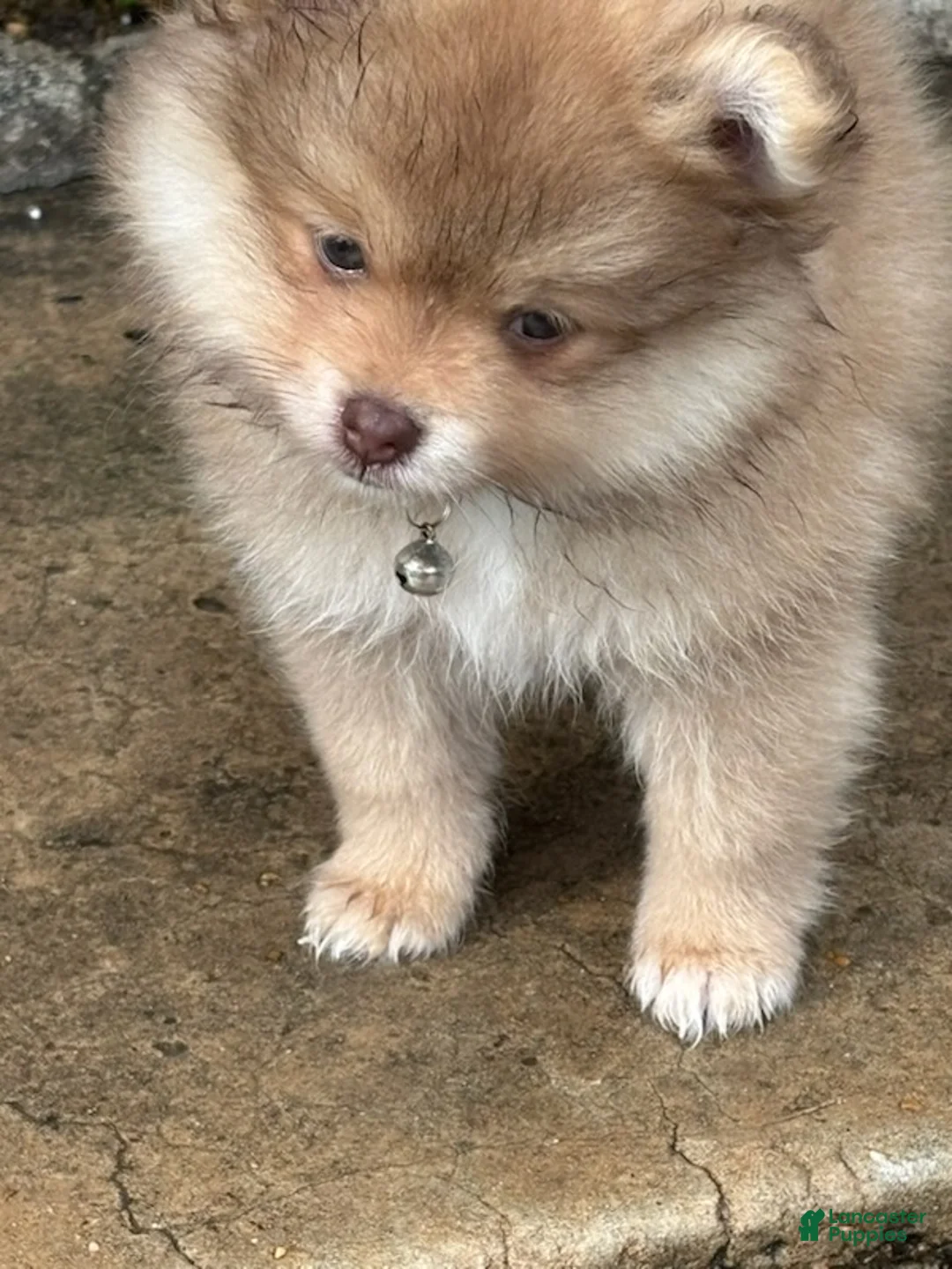 Pomeranian dogs for sale: Finn - Ad 4