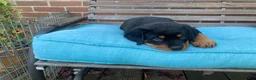 Rottweiler dogs for sale: Poseidon - Ad 19