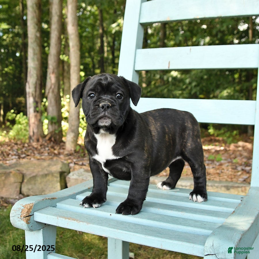 Mixed Breed dogs Rylee - Ad 30