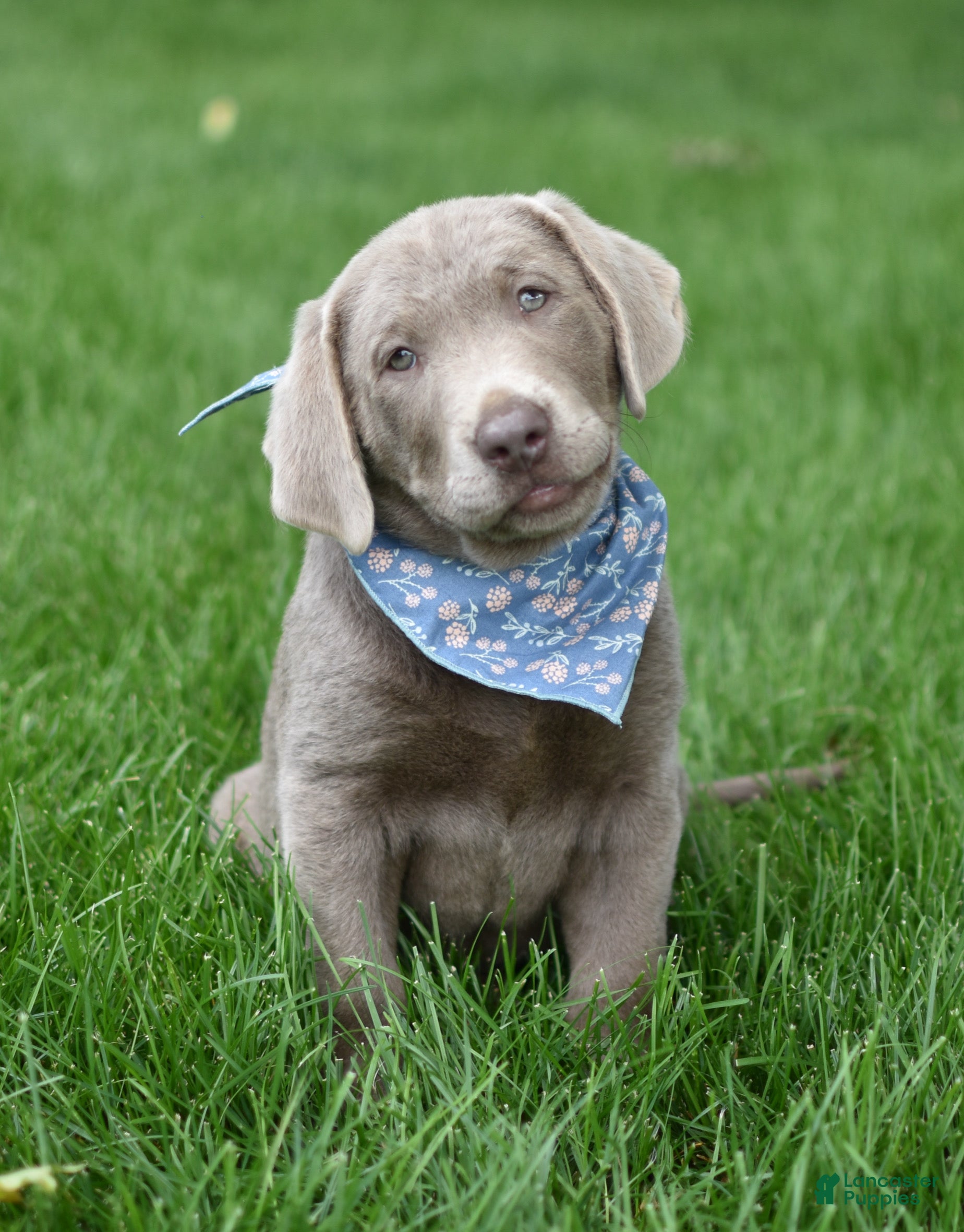 Labrador Retriever dogs Indi - Ad 1