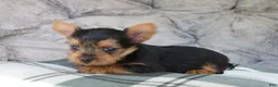 Yorkshire Terrier dogs for sale: Max  - Ad 2