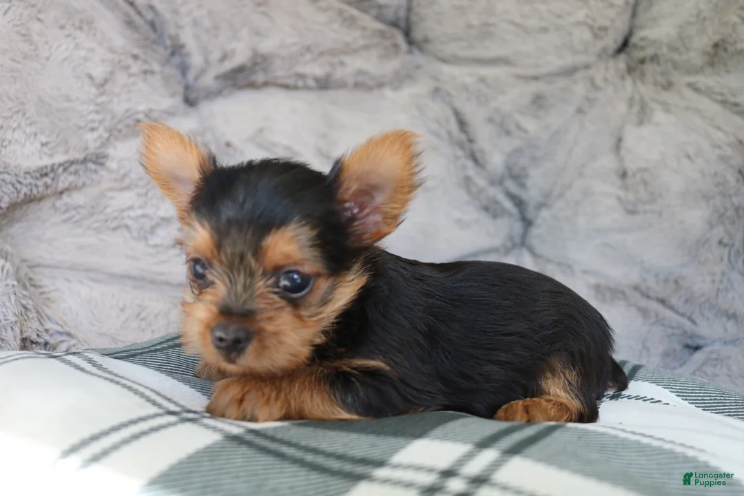 Yorkshire Terrier dogs for sale: Max  - Ad 2