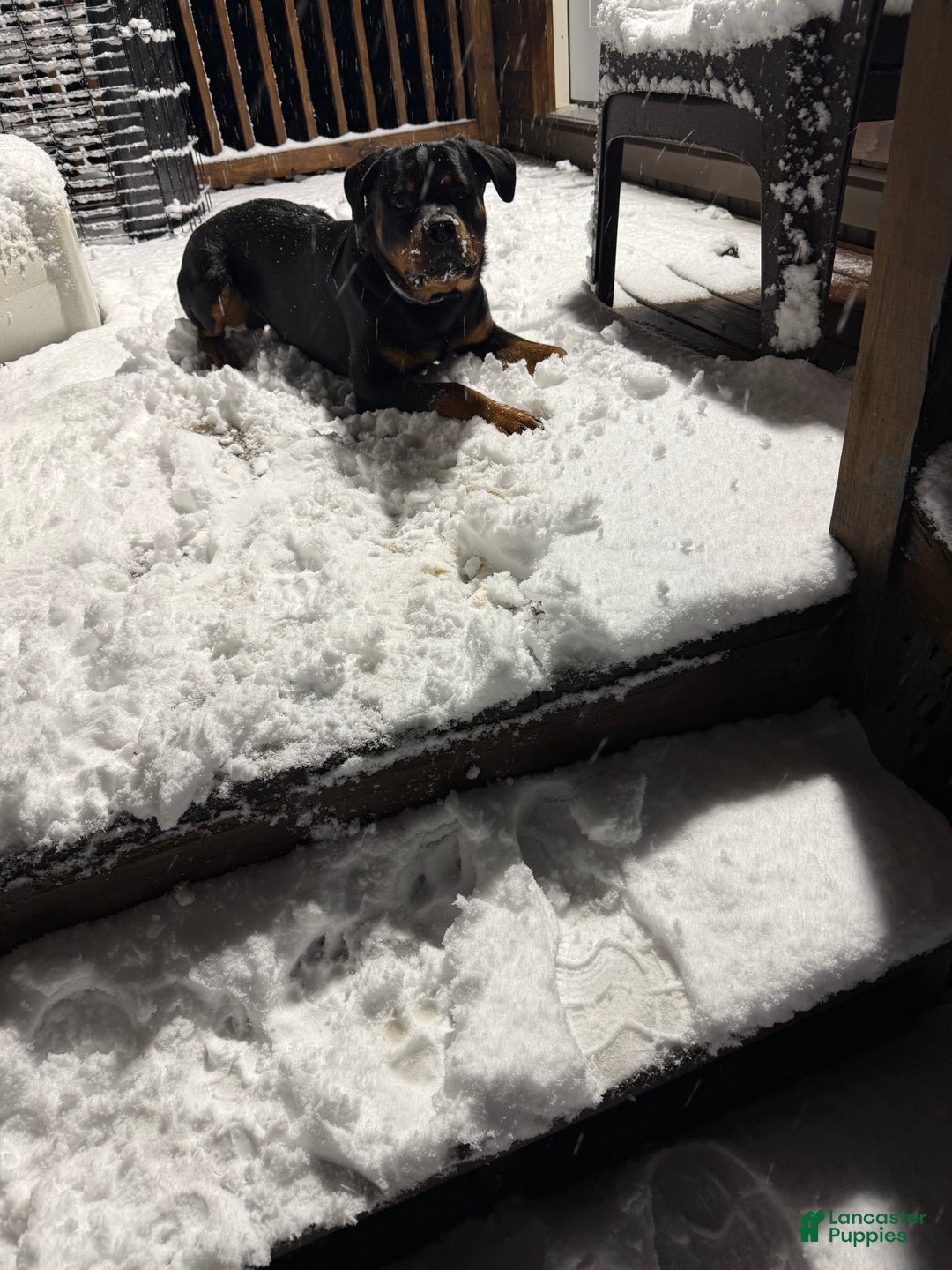 Rottweiler dogs for sale: Duncan - Ad 2