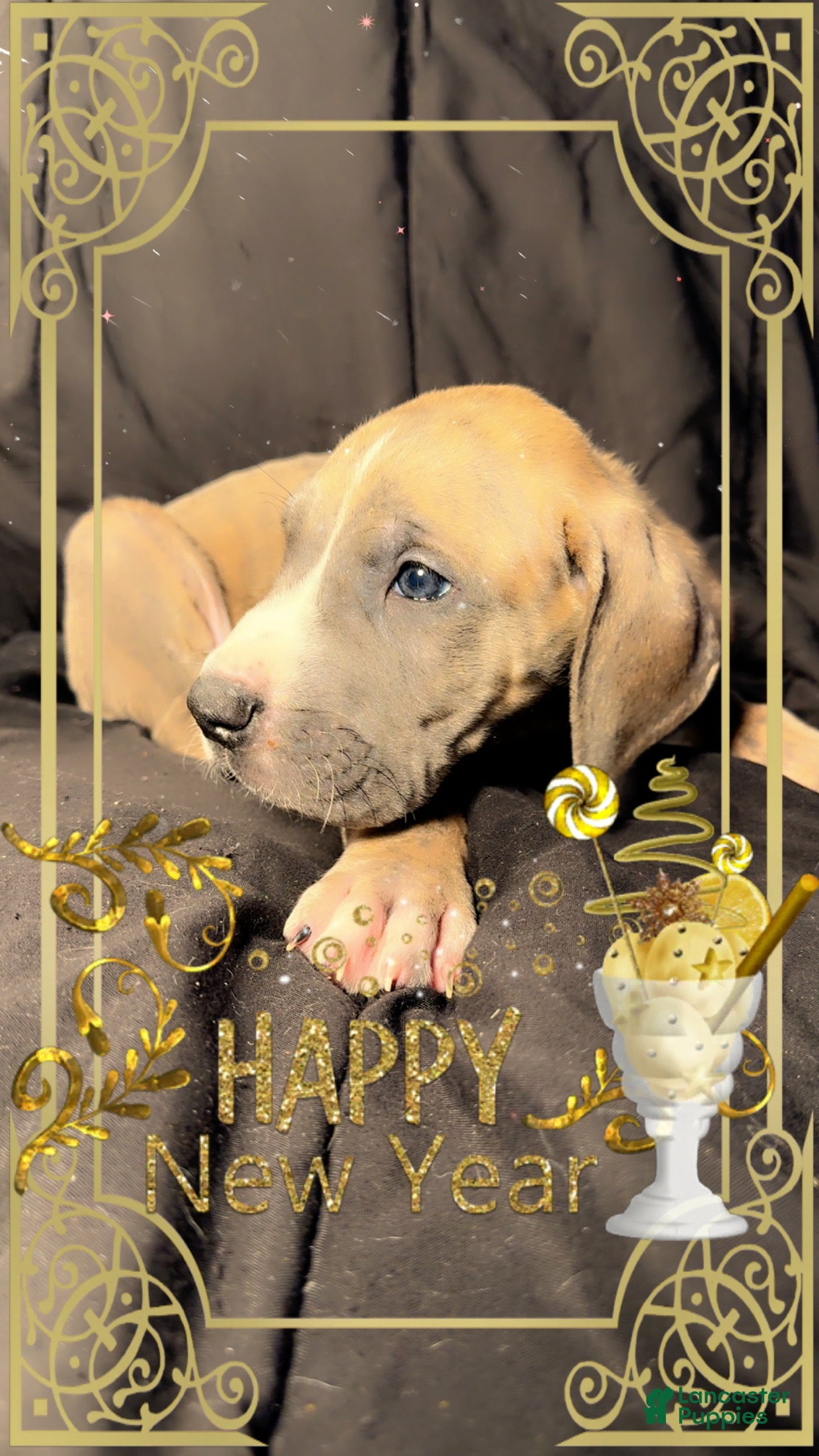 Great Dane dogs Cooper - Ad 31