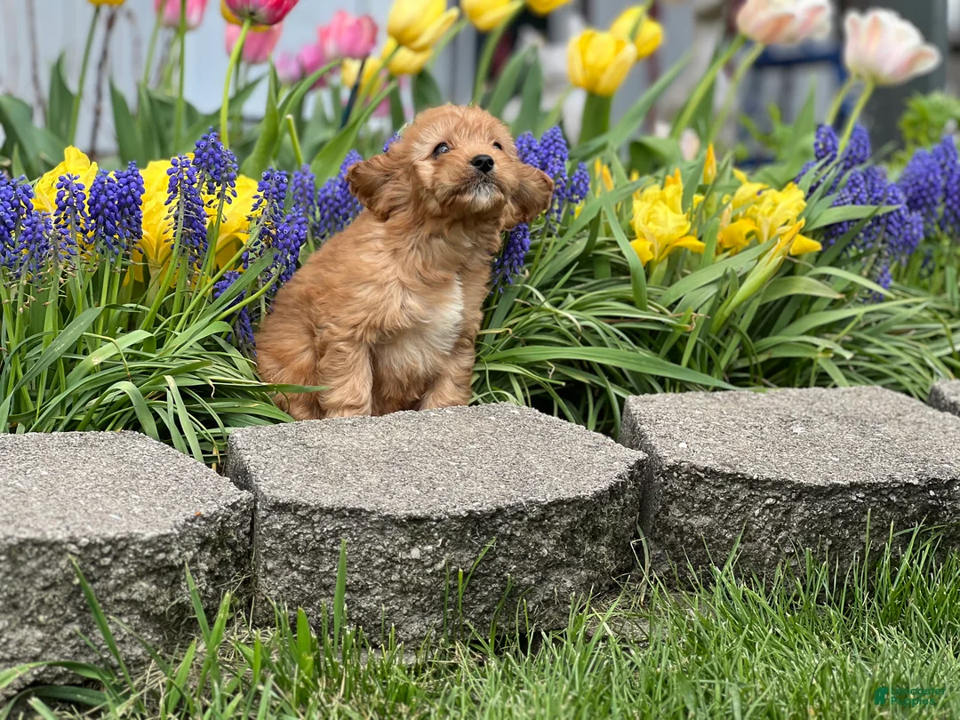Cavapoo dogs for sale: Dodger - Ad 2