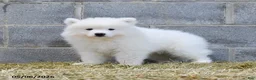 Samoyed dogs for sale: Icekube - Ad 1