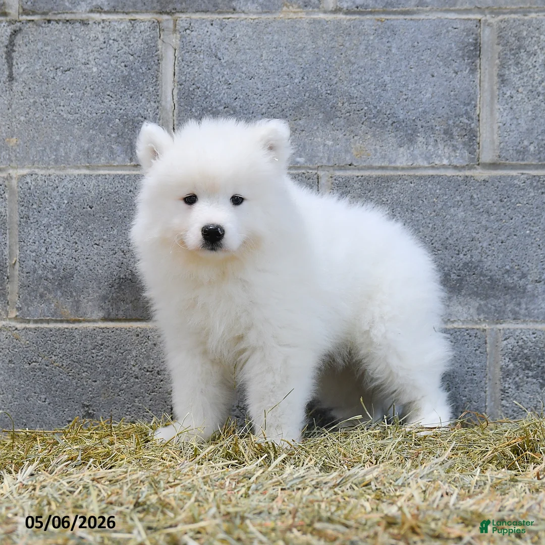 Samoyed dogs for sale: Icekube - Ad 1