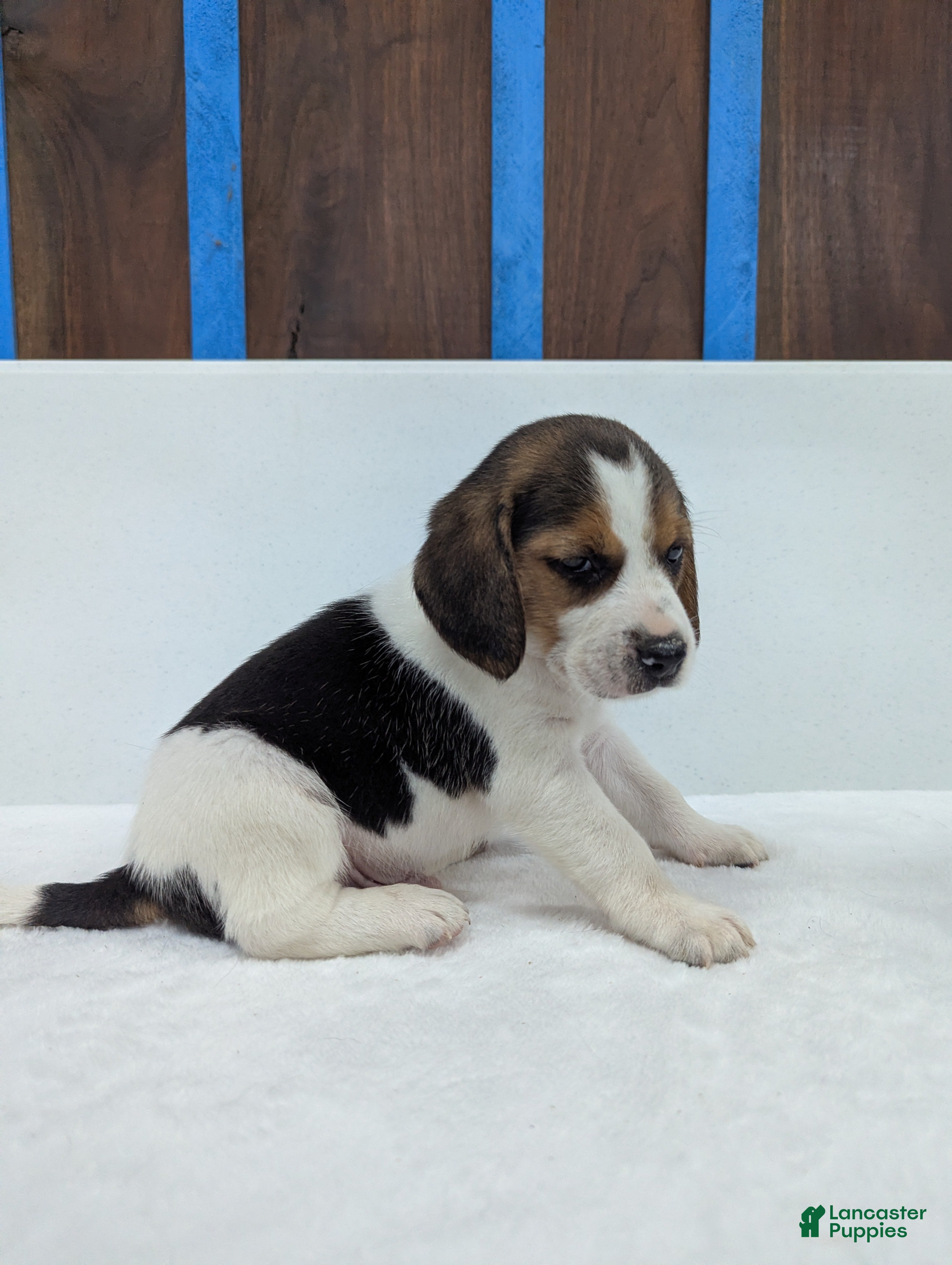 Beagle dogs Ricky - Ad 42