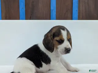 Beagle dogs Ricky - Ad 25