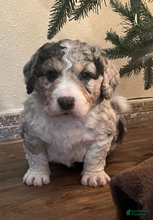 Aussiedoodle dogs Cooper -mini - Ad 13