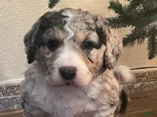 Aussiedoodle dogs Cooper -mini - Ad 18