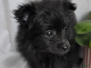 Pomapoo dogs Pomapoo Puppy 2 - Ad 15