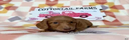Dachshund dogs for sale: AKC Red Long Haired Female Dachshund DNA CLEAR - Ad 15