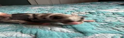 Australian Shepherd dogs for sale: Maverick - Ad 3
