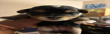 Boogie 