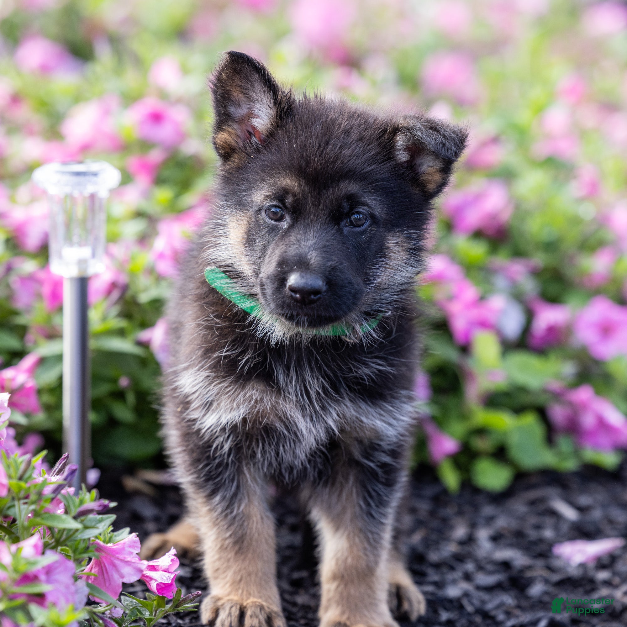 German Shepherd dogs Fudge  - Ad 1