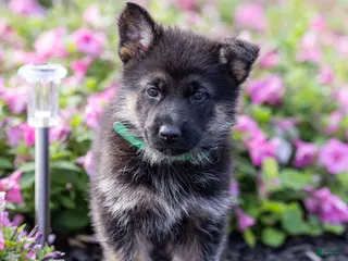 German Shepherd dogs Fudge - Ad 1