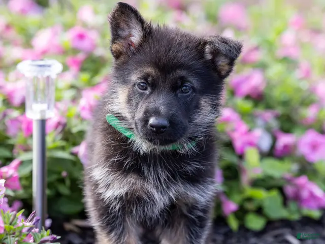 German Shepherd dogs for sale: Fudge - Ad 1