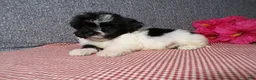 Havanese dogs for sale: Kandi - Ad 6