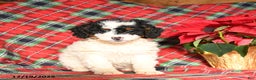 Mini Bernedoodle dogs for sale: Luna   - Ad 1