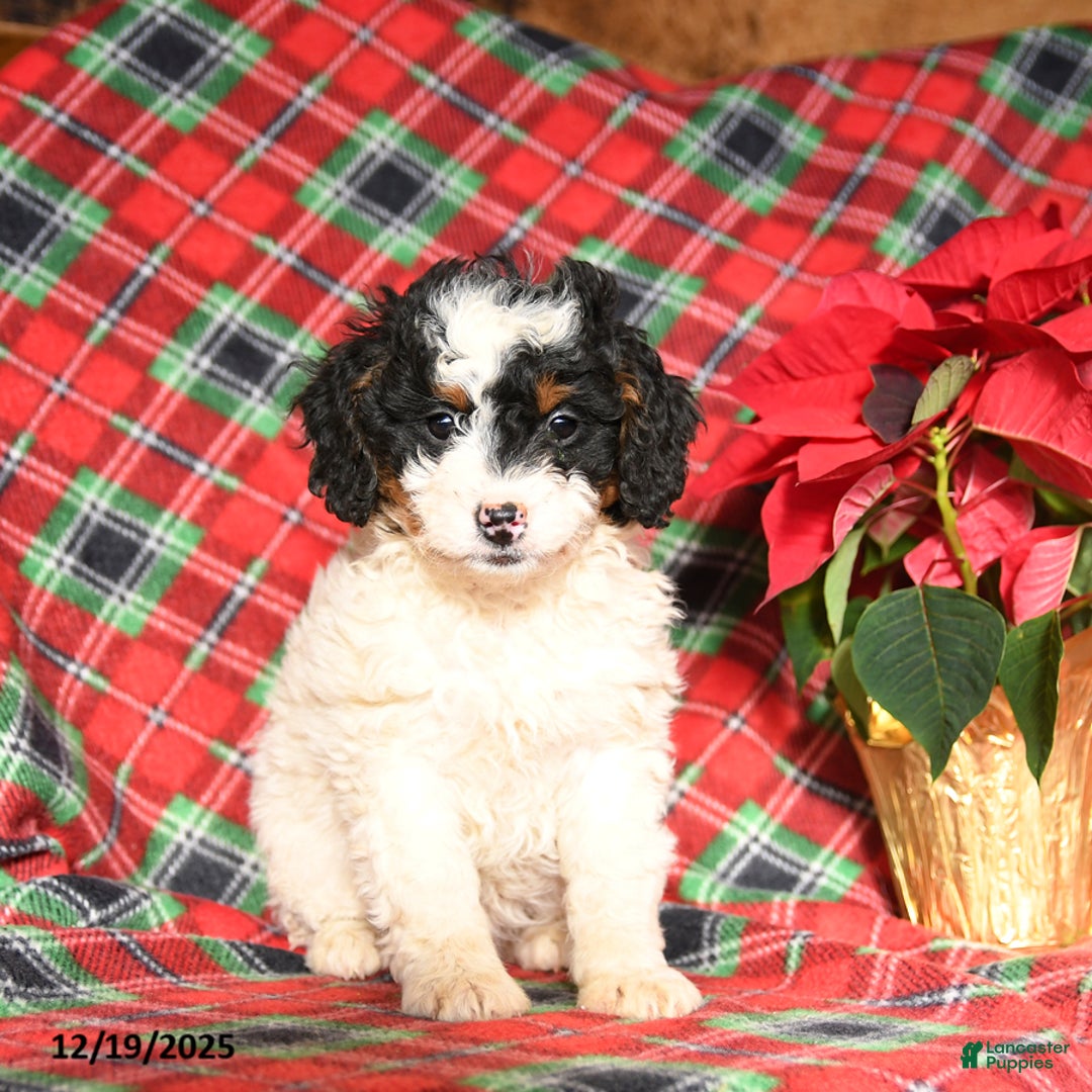 Mini Bernedoodle dogs for sale: Luna   - Ad 1