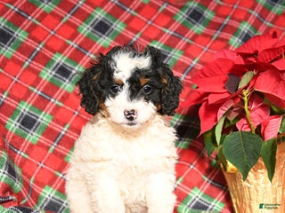 Mini Bernedoodle dogs Luna - Ad 40