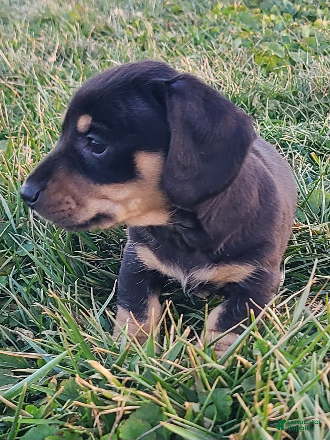 Miniature Dachshund dogs for sale: Fido - Ad 2
