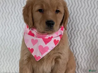 Golden Retriever dogs Miss Honey - Ad 23