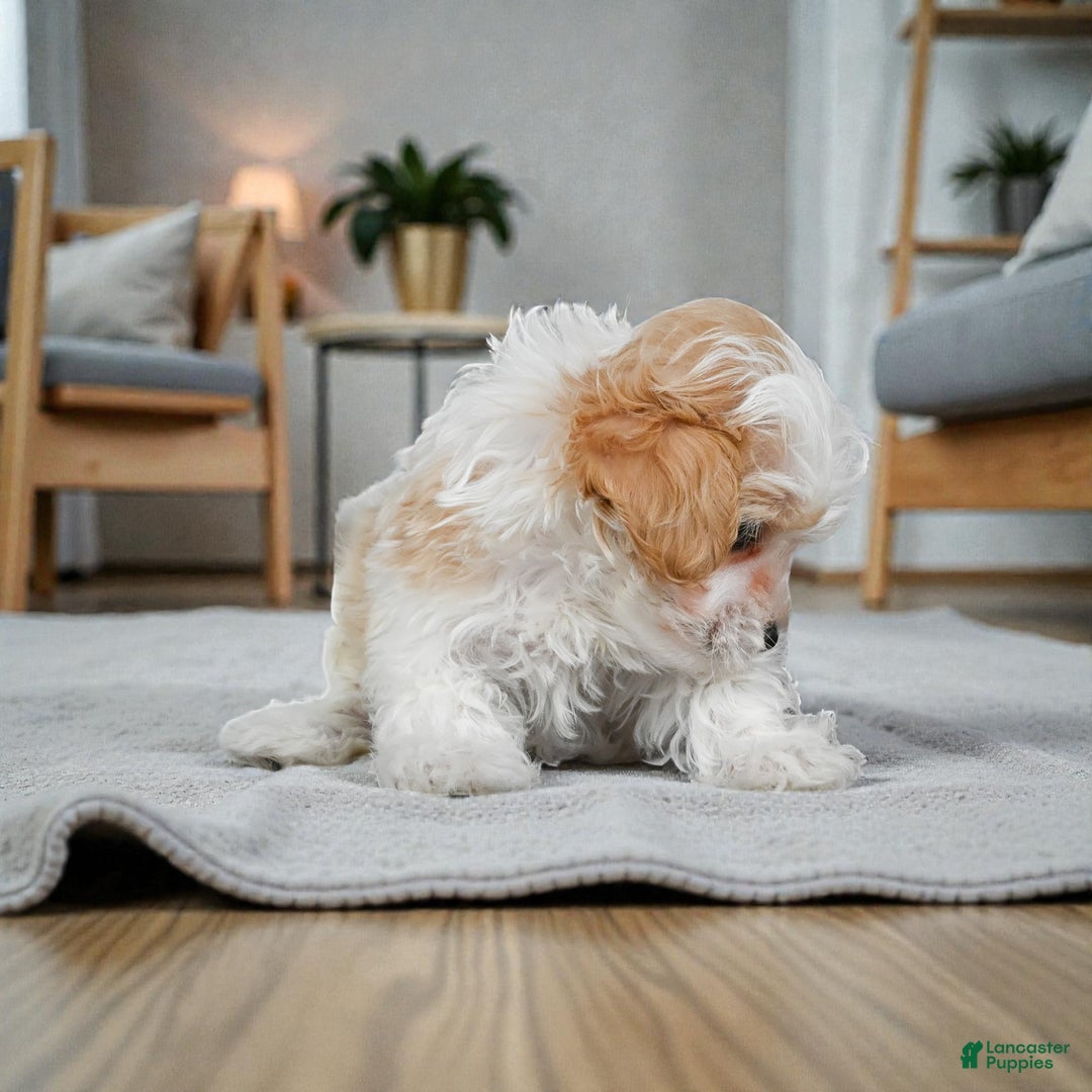 Maltipoo dogs for sale: milo - Ad 6