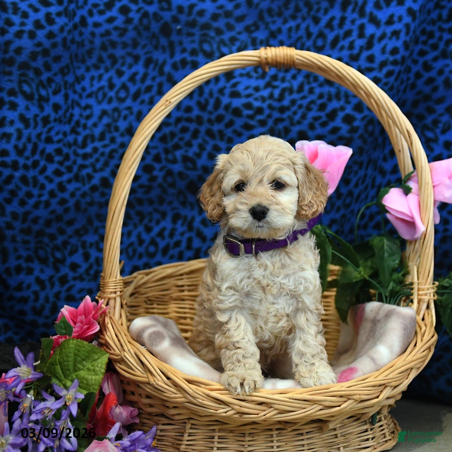 Cockapoo dogs Fluffy - Ad 2