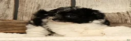 Havapoo dogs for sale: Beauty - Ad 6