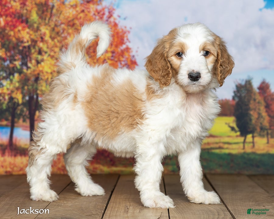 Goldendoodle dogs Jackson - Ad 1