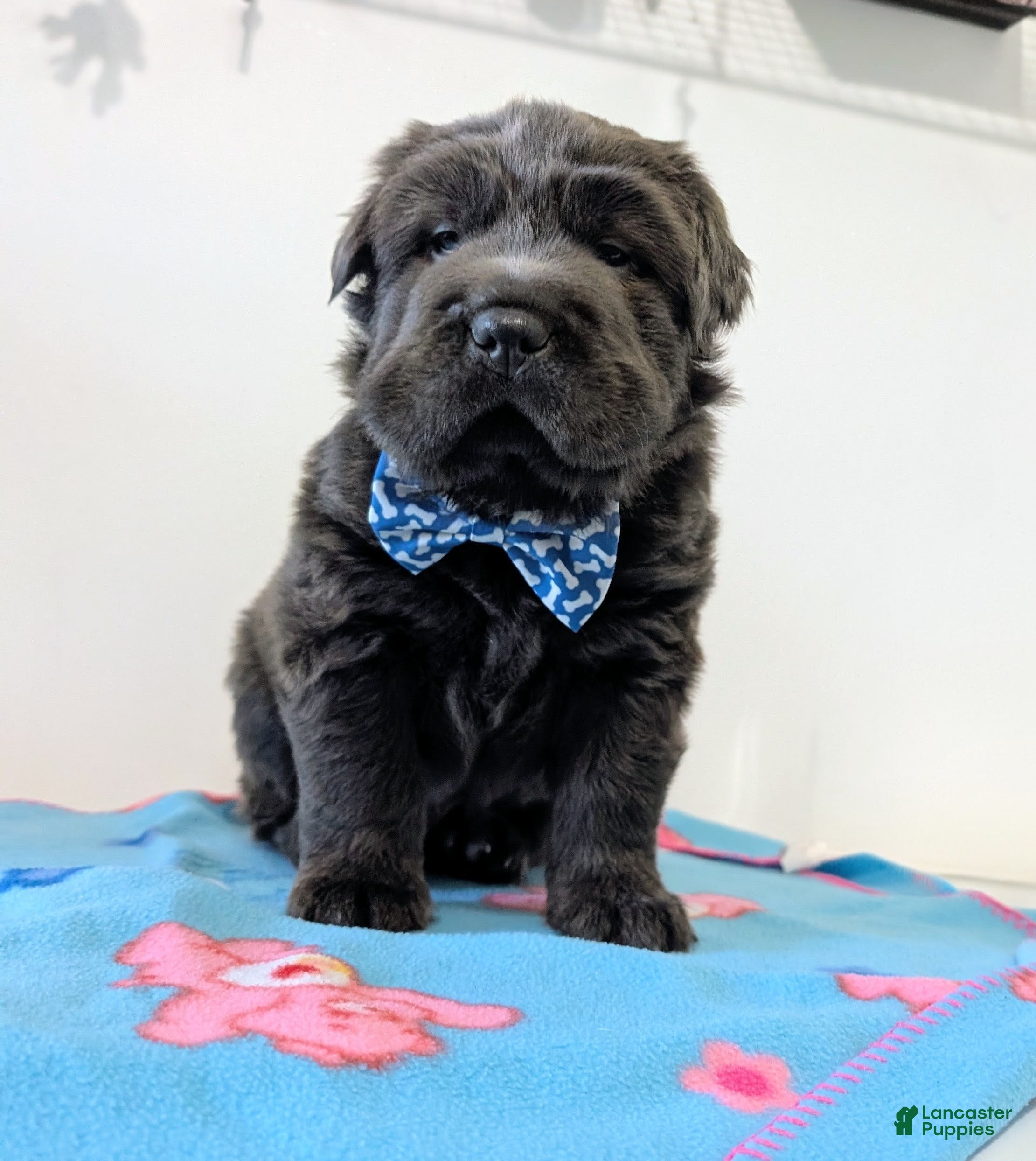 Mixed Breed dogs Puppy 3 - Ad 1